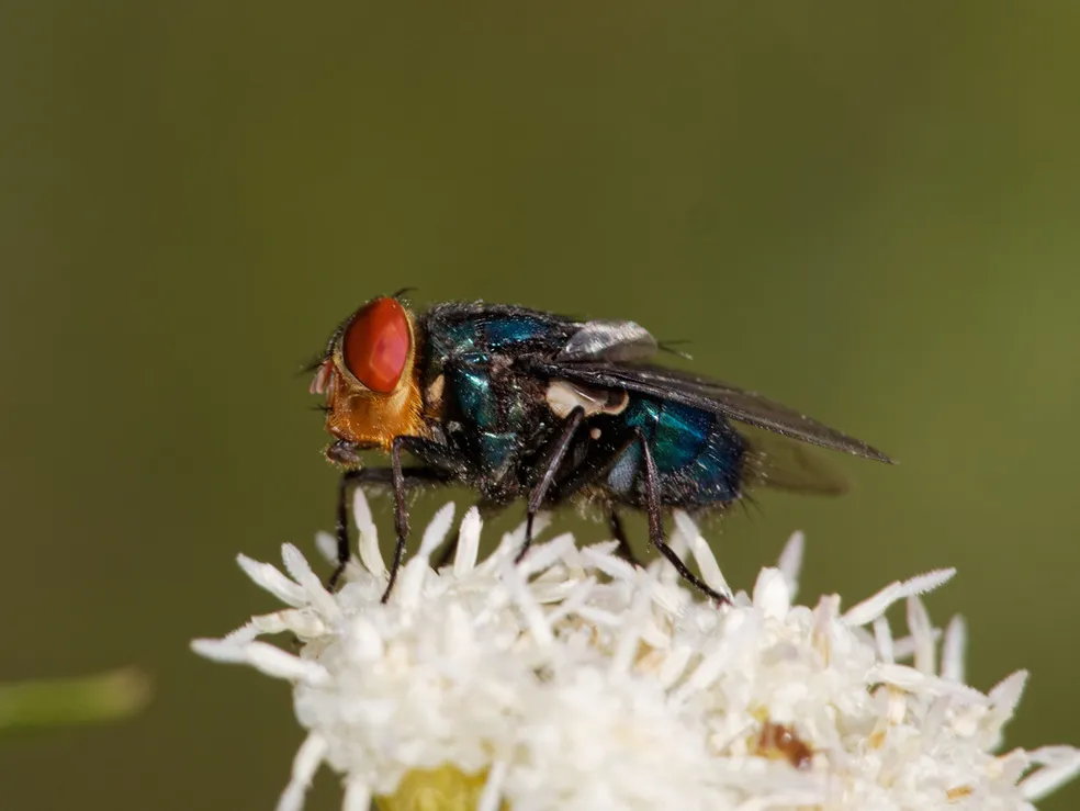 Surto de mosca-varejeira avança nos EUA: 41 casos em um mês e risco à pecuária do Texas