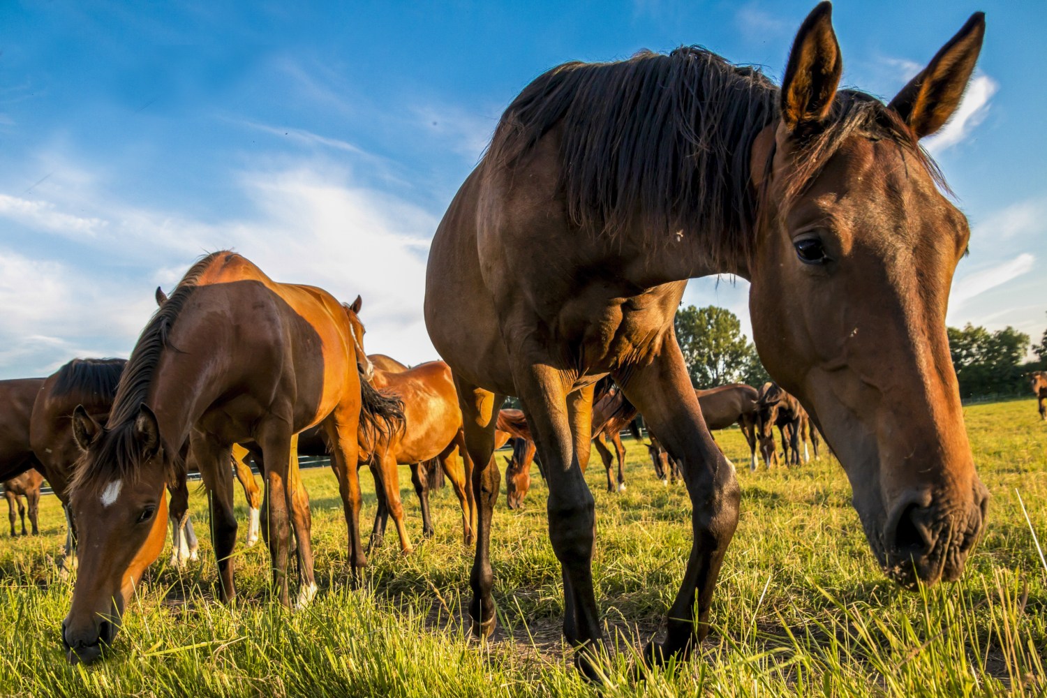 Raiva em cavalo acelera vacinação obrigatória em seis municípios de Pernambuco