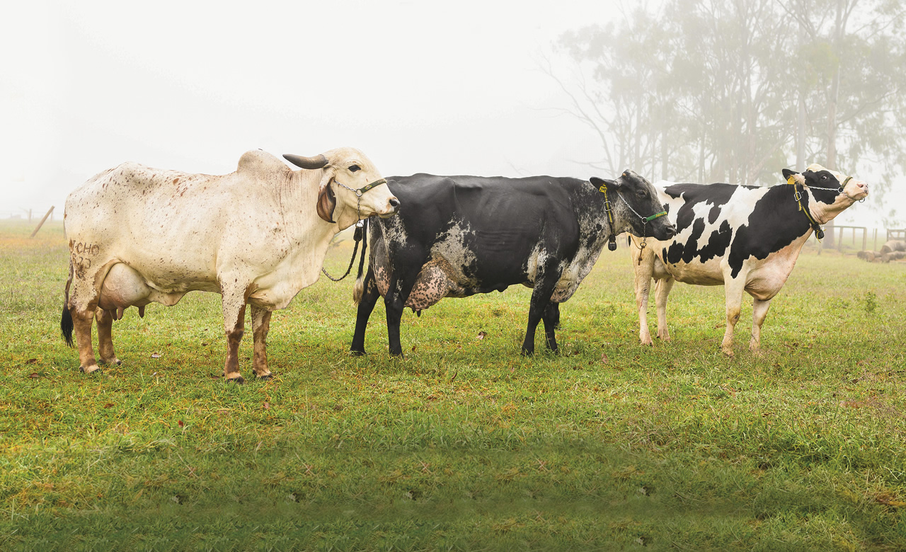 Sul domina ranking de produtividade leiteira: vacas gaúchas, paranaenses e catarinenses lideram com mais de 4 mil litros/ano