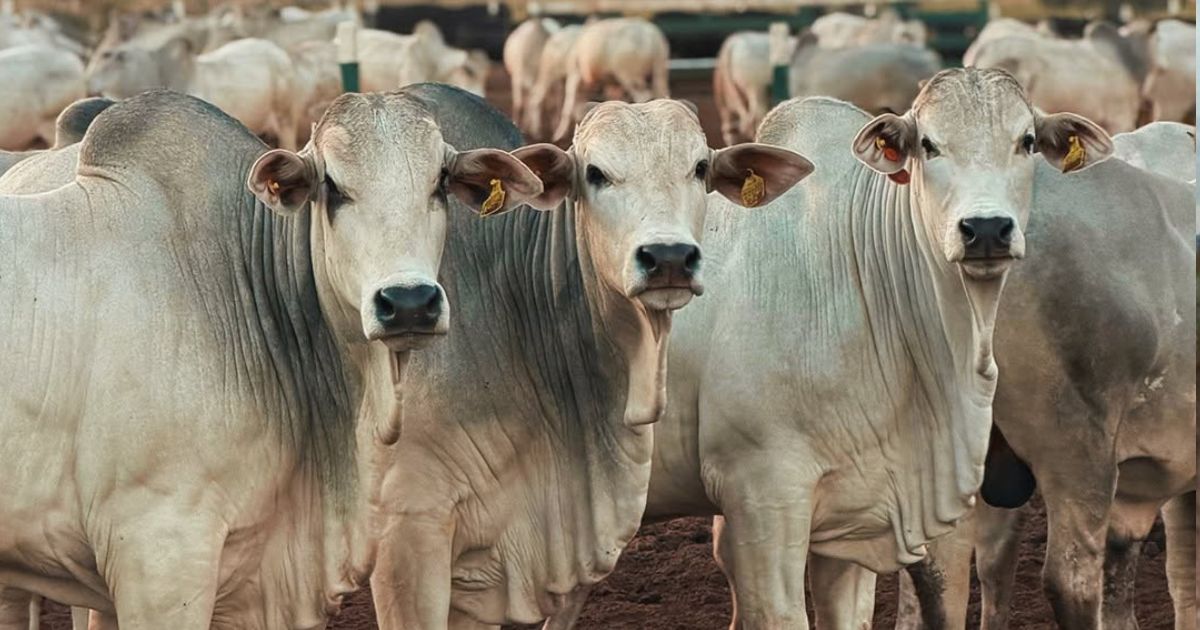 Arroba do boi gordo dispara com expectativa de abertura do mercado sul-coreano