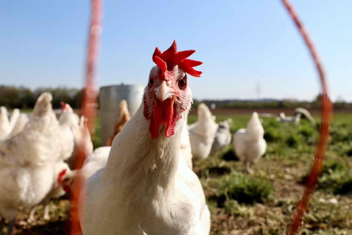 Do quintal ao topo global: como a avicultura brasileira conquistou o mundo com frango de corte