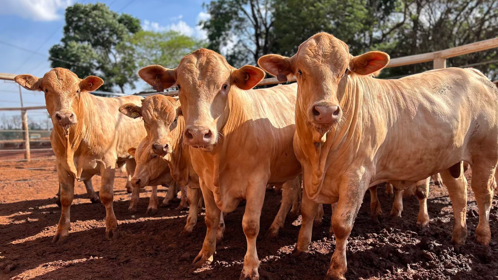 Arroba do boi gordo atinge R$ 349 e sinaliza força do mercado pecuário no fechamento de julho