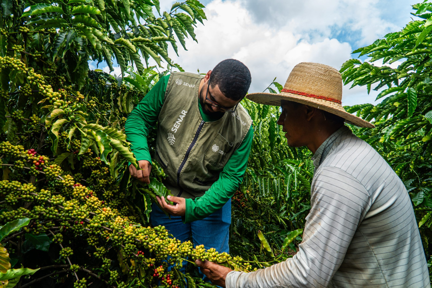 Colheita de café no Sul de Minas avança e puxa média nacional para 58,3%